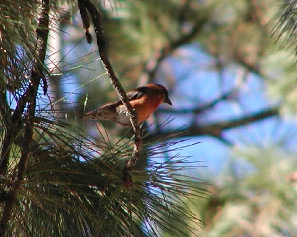 Habitat<br>(Location of Picture: Okanogan, Washington, USA)