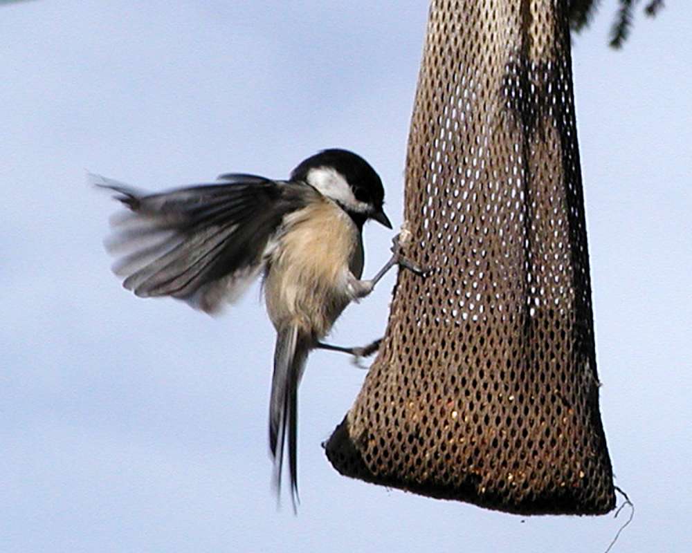At Feeder<br>(Location of Picture: Okanogan, Washington, USA)
