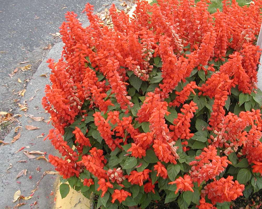 Garden View<br>(Location of Picture: Okanogan, Washington, USA)