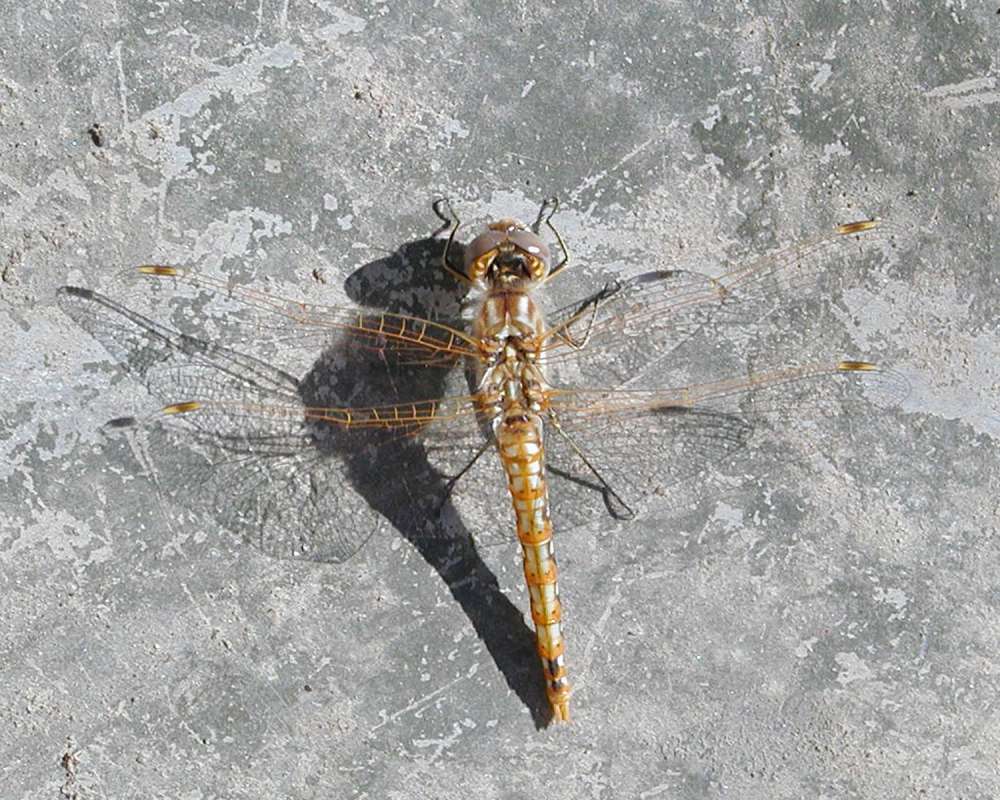 Dorsal View<br>(Location of Picture: Okanogan, Washington, USA, 2004)