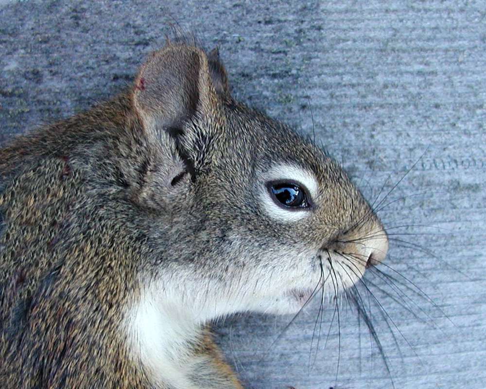 Close View Of Head<br>(Location of Picture: Okanogan, Wa, USA, 2004)
