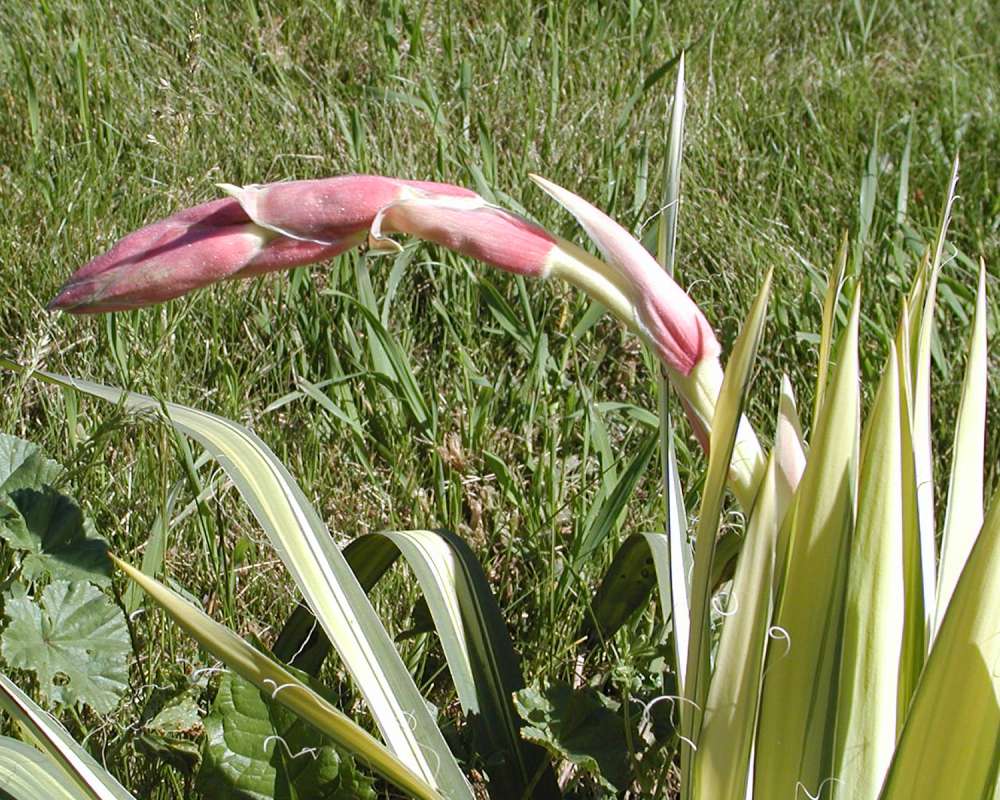 Flower Bud<br>(Location of Picture: Garden, Okanogan, Washington, USA)