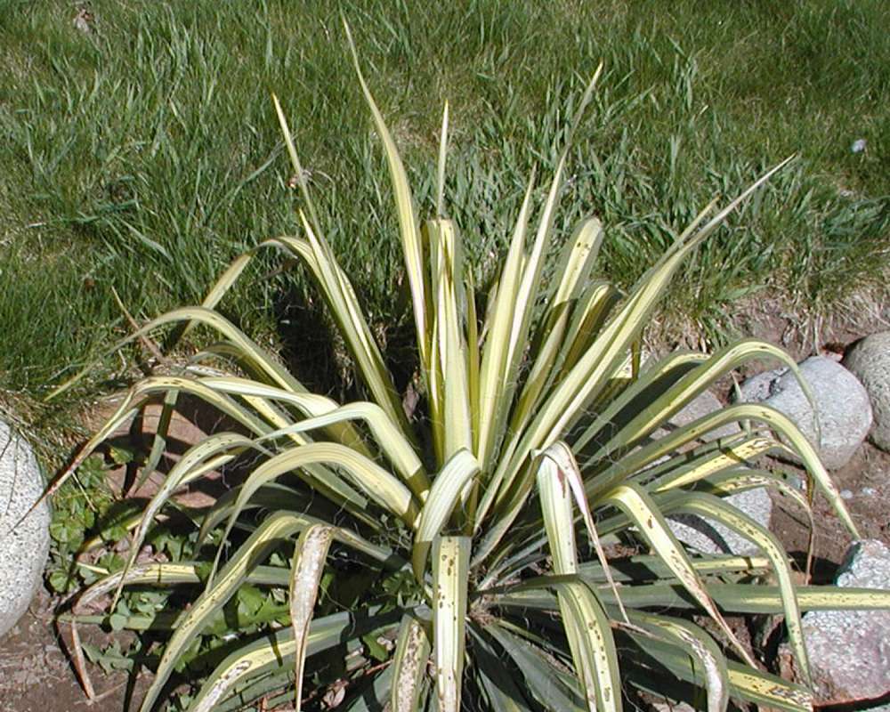Silhouette<br>(Location of Picture: Garden, Okanogan, Washington, USA)