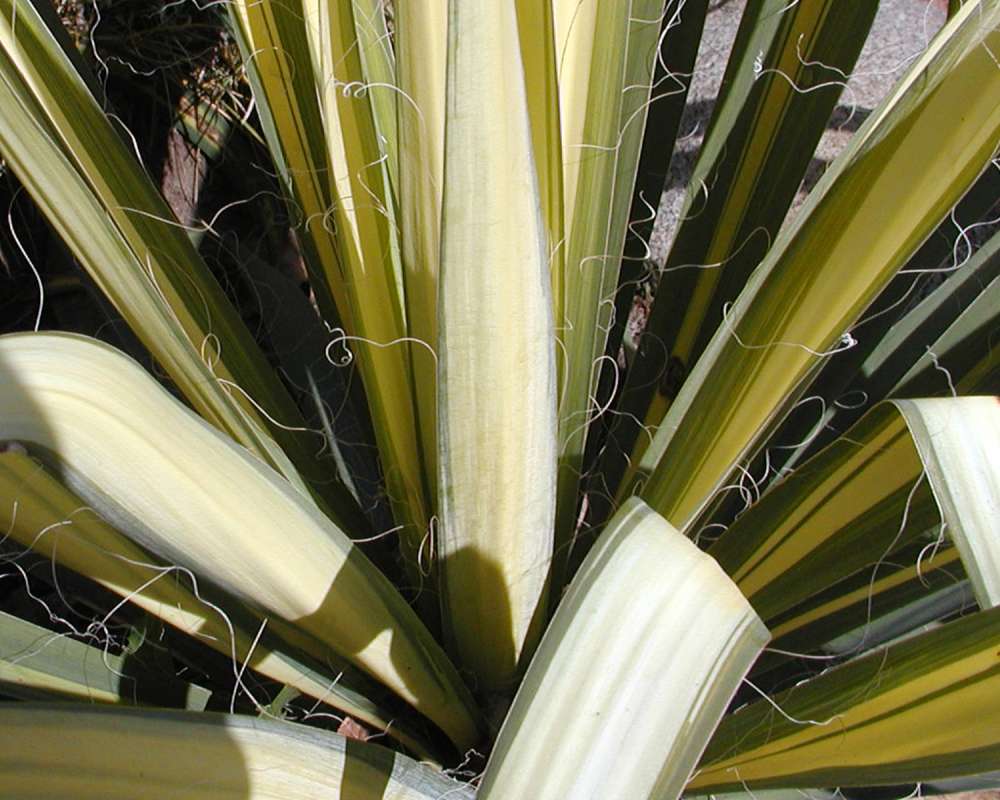 Leaves-close View<br>(Location of Picture: Garden, Okanogan, Washington, USA)