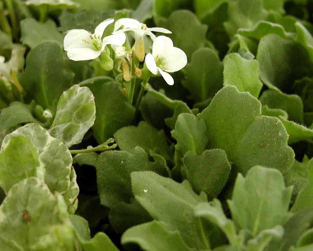 Top Of Plant in  Bloom<br>(Location of Picture: Garden, Okanogan, Washington, USA)