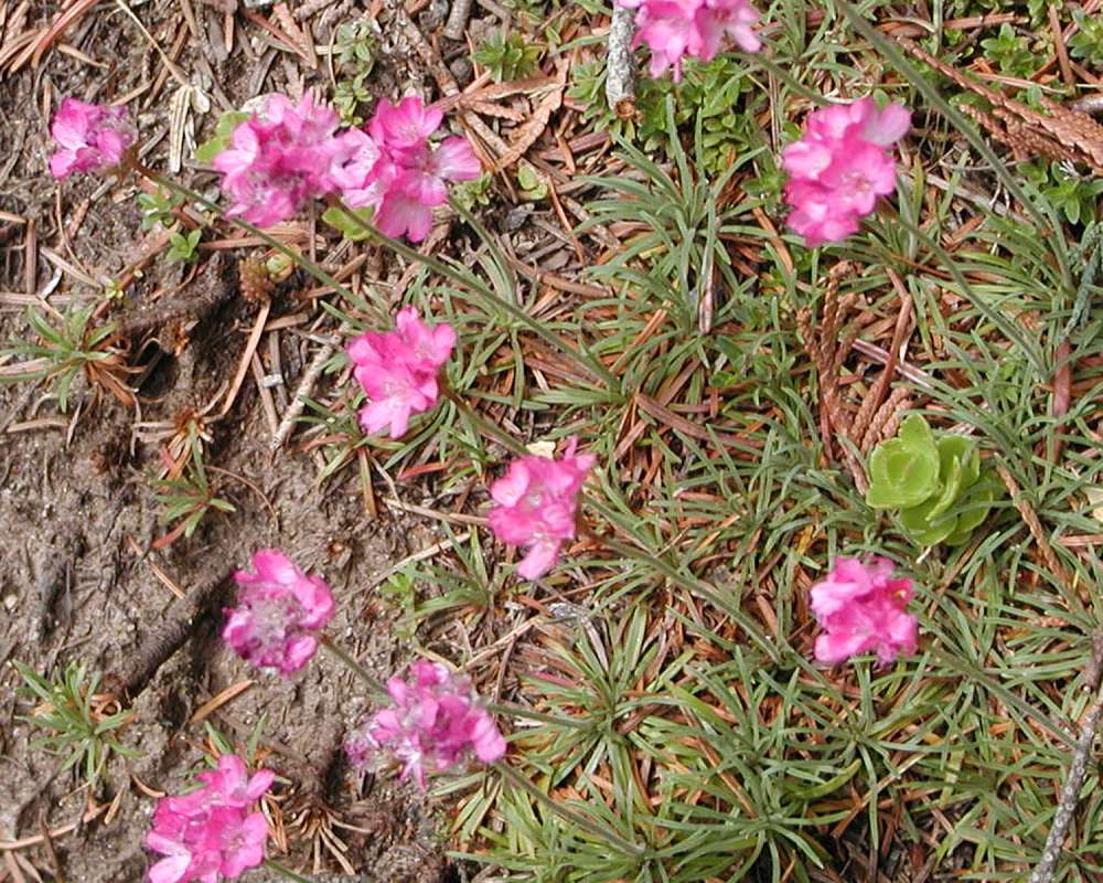 Silhouette<br>(Location of Picture: Garden, Okanogan, Washington, USA)