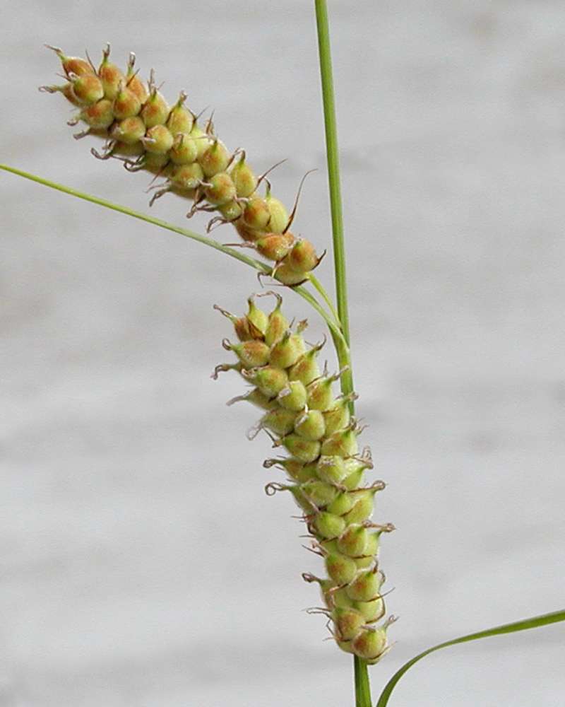 Seed<br>(Location of Picture: Okanogan, Washington, USA)