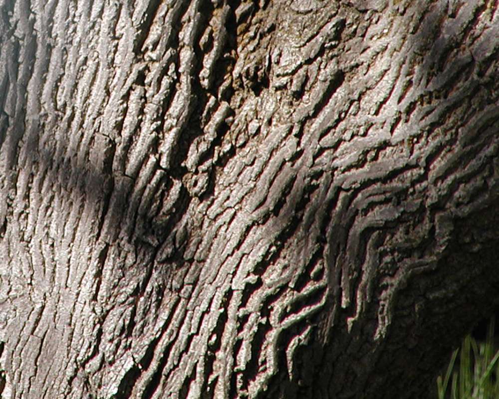 Bark<br>(Location of Picture: Garden, Okanogan, Washington, USA)