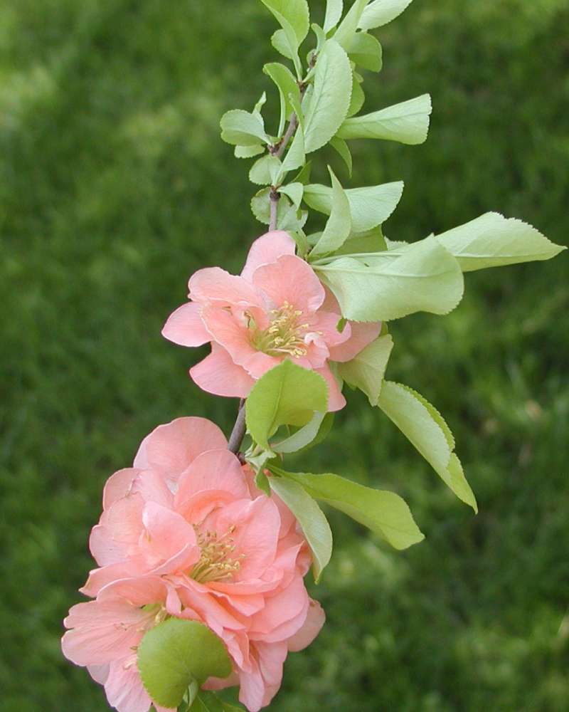 Leaves and Flowers<br>(Location of Picture: Garden, Okanogan, Washington, USA)