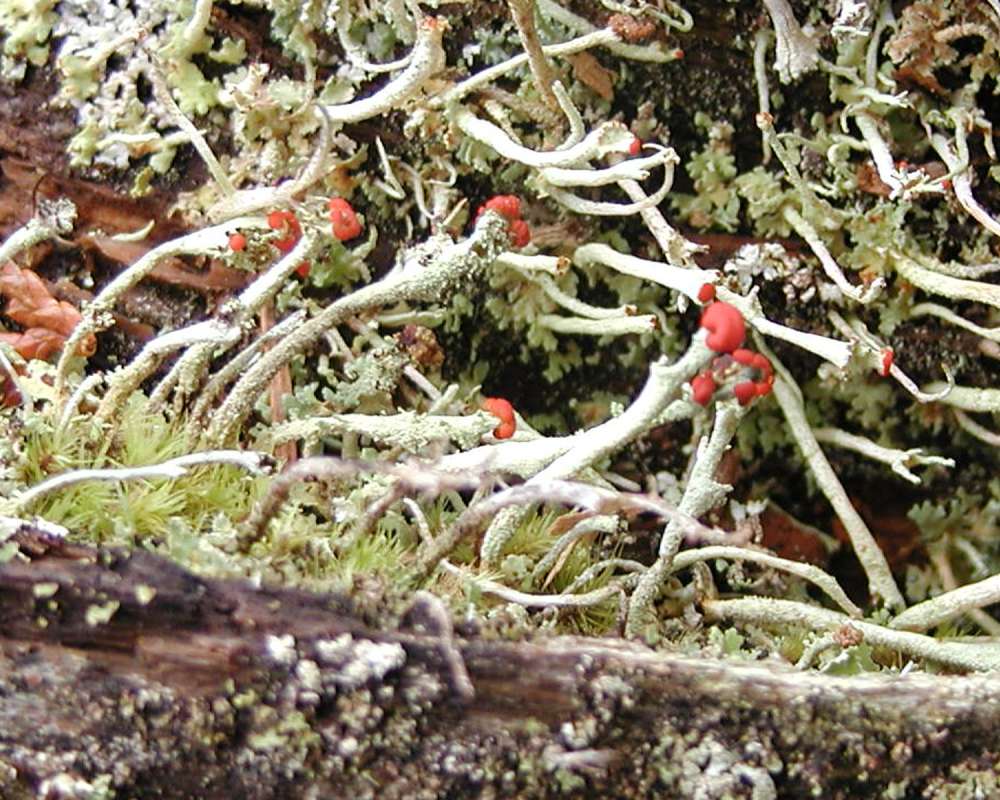 Habitat<br>(Location of Picture: Seattle, Washington, USA, 2005)
