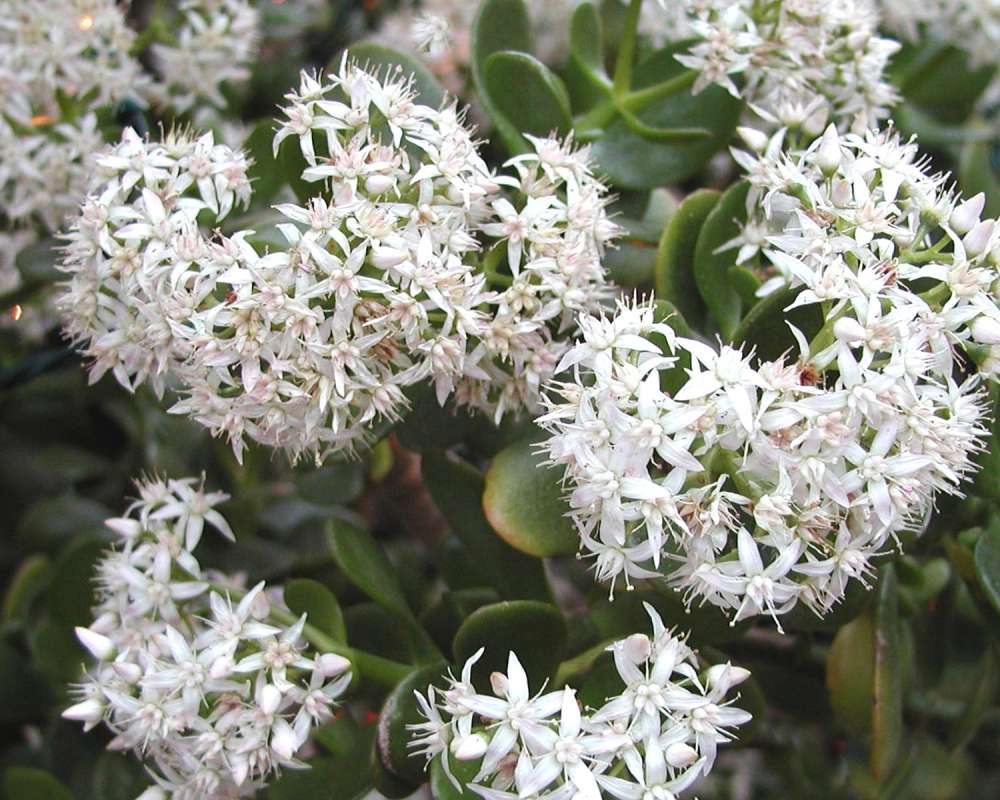 Flower Heads<br>(Location of Picture: Manito Garden, Washington, USA, '05)