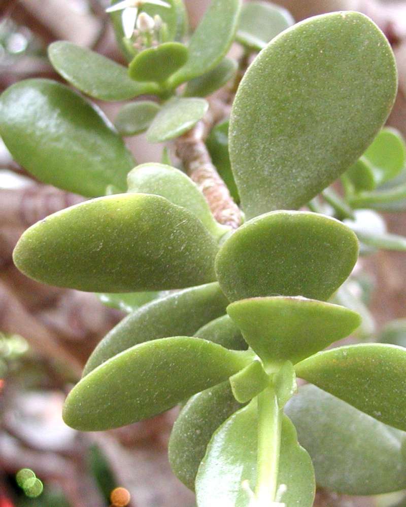 Leaves<br>(Location of Picture: Manito Garden, Washington, USA, '05)