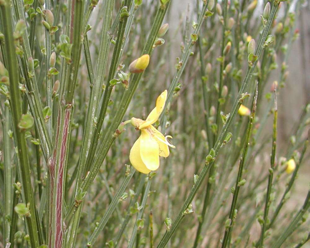 Stems and Flower<br>(Location of Picture: Seattle Garden, Washington, USA)