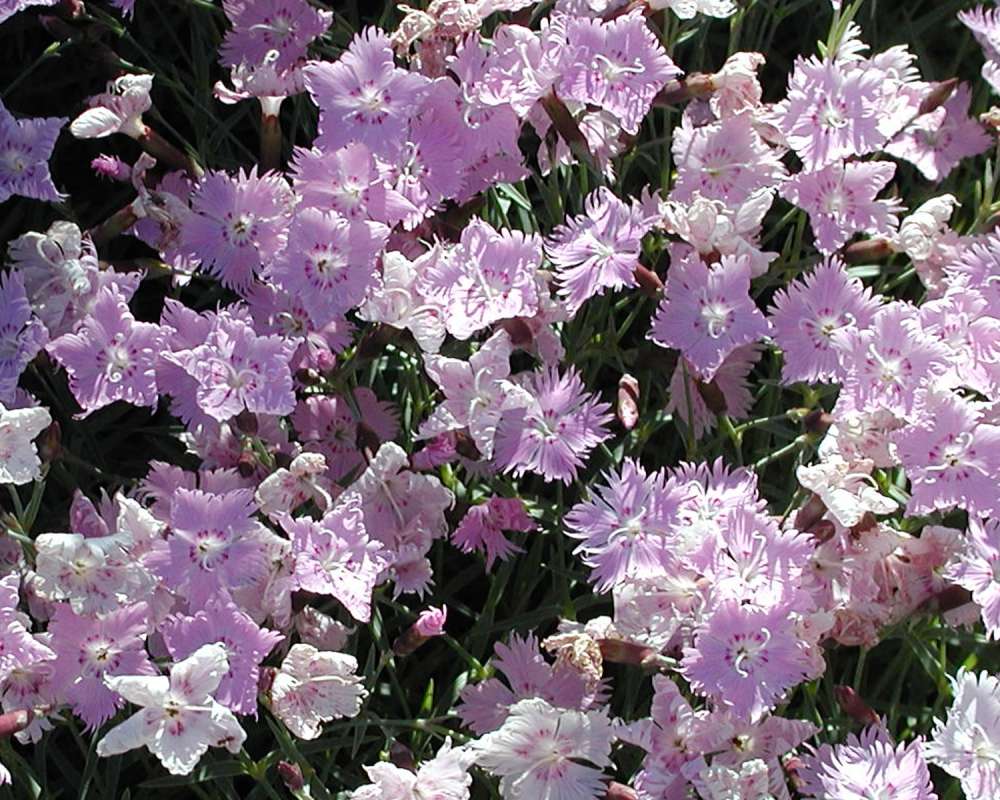Many Flowers<br>(Location of Picture: Garden, Okanogan, Washington, USA)