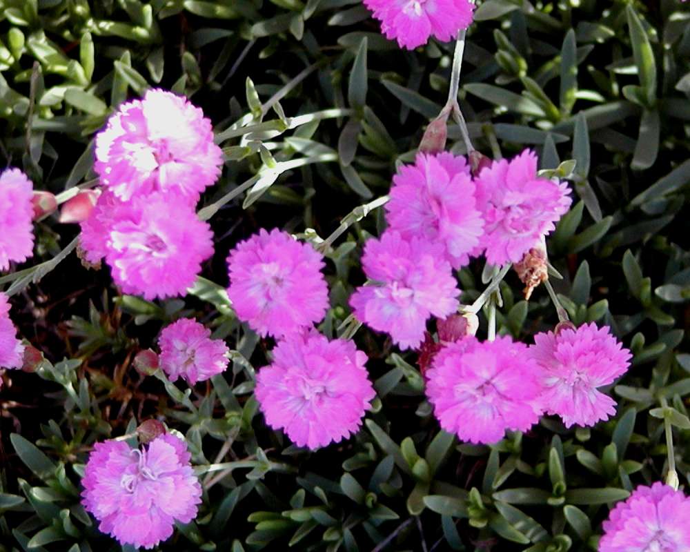 Flowers - Front View<br>(Location of Picture: Garden, Okanogan, Washington, USA)
