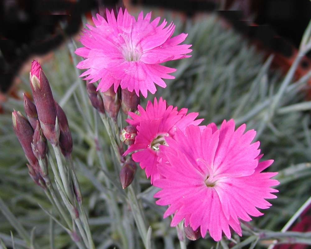 Flower and Buds<br>(Location of Picture: Garden, Okanogan, Washington, USA)