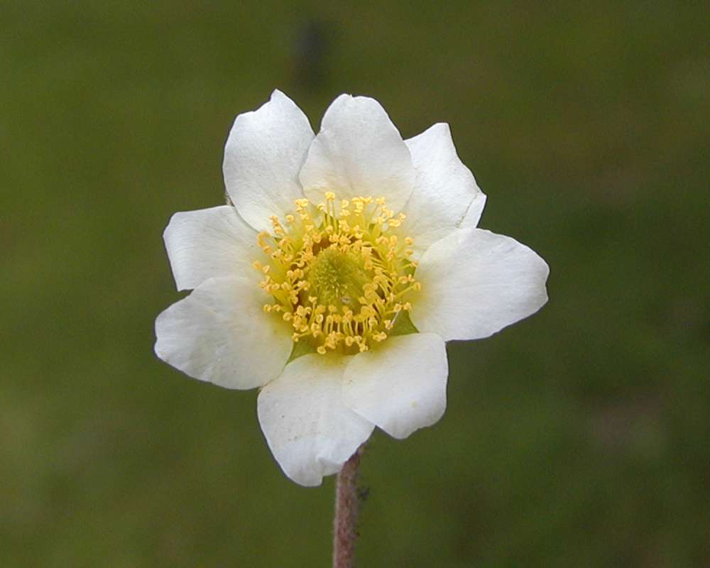 Flower - Front View<br>(Location of Picture: Ohme, Washington, USA, 2005)