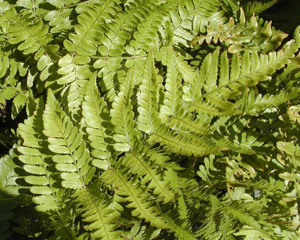 Leaves<br>(Location of Picture: Garden, Okanogan, Washington, USA)