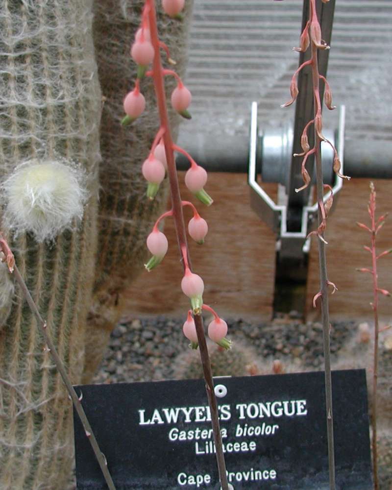 Top Of Plant<br>(Location of Picture: Manito Garden, Wa, USA, 2005)