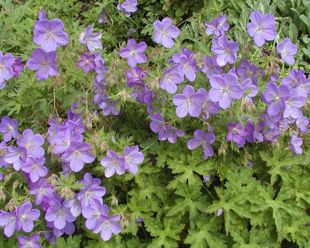 Flowers<br>(Location of Picture: Garden, Ohme, Washington, USA, 2005)