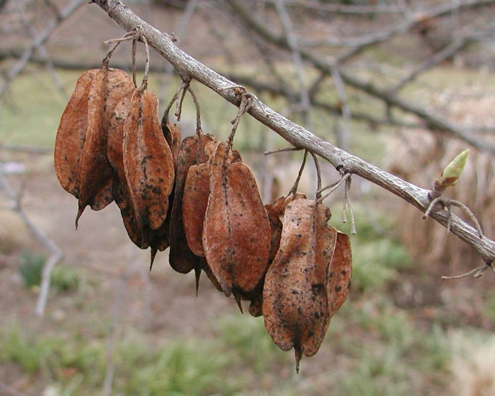 Seed Pods<br>(Location of Picture: Manito Garden, Washington, USA, '05)