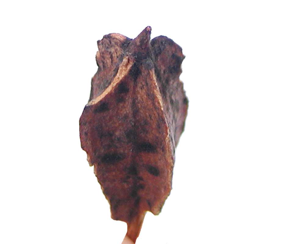 Seed Pod<br>(Location of Picture: Manito Garden, Washington, USA, '05)