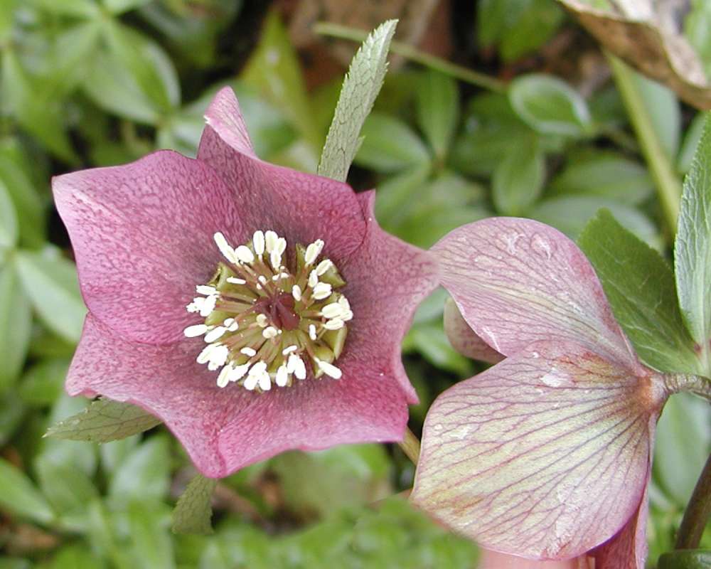 Flower - Front View<br>(Location of Picture: Seattle Garden, Washington, USA, 05)