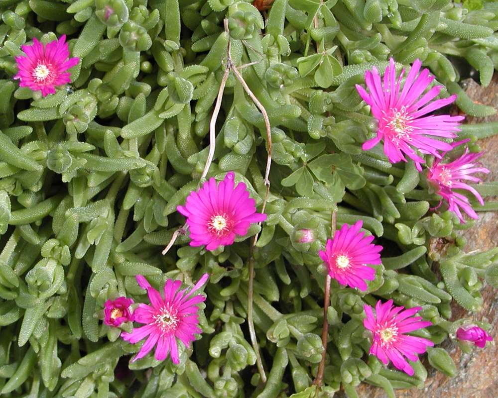 Top Of Plants in  Bloom<br>(Location of Picture: Garden, Ohme, Washington, USA, 2005)