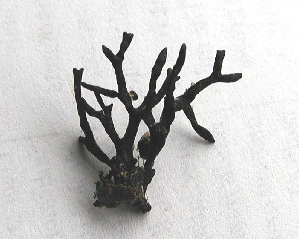 Back View<br>(Location of Picture: Okanogan, Washington, USA, 2005)