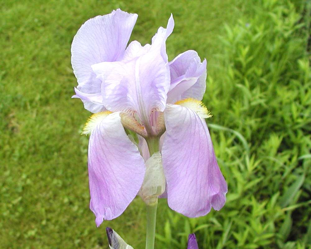 Purple Flower<br>(Location of Picture: Garden, Okanogan, Washington, USA)