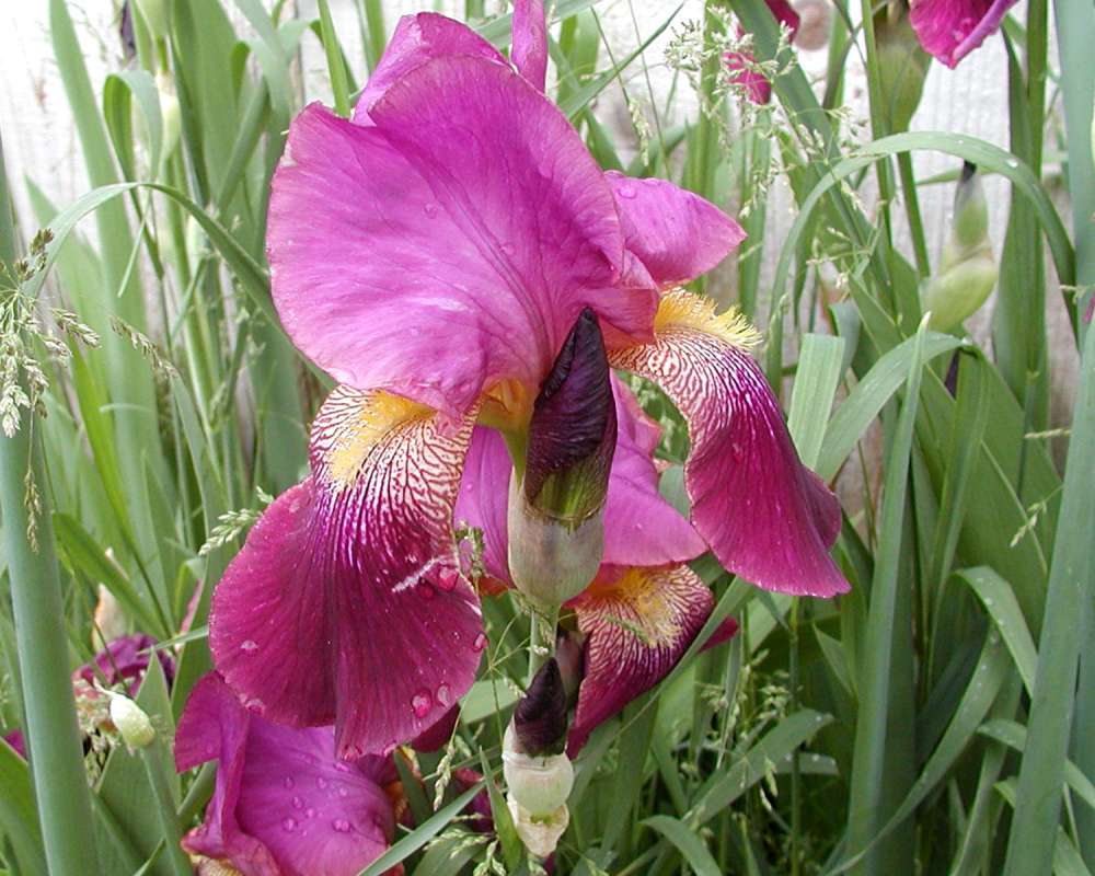 Rose Flower<br>(Location of Picture: Garden, Okanogan, Washington, USA)