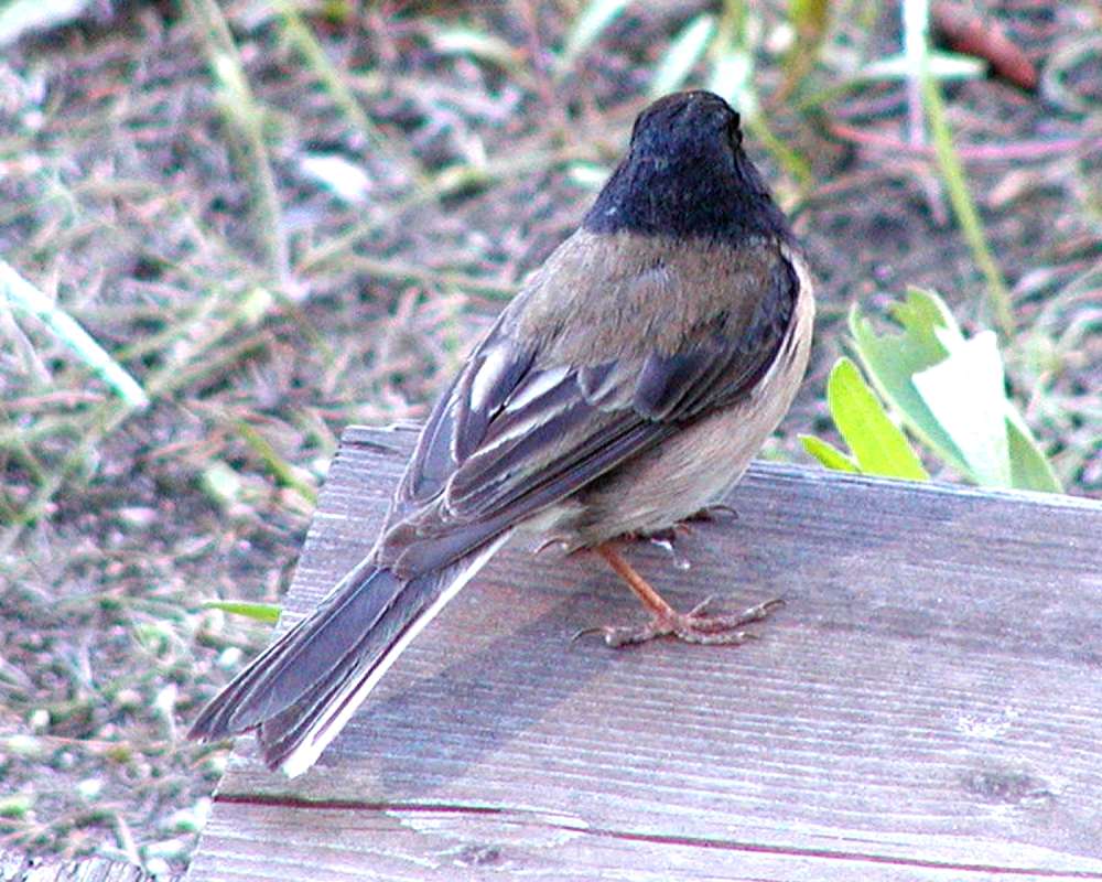 On Board - Back View<br>(Location of Picture: Okanogan, Washington, USA, 2005)