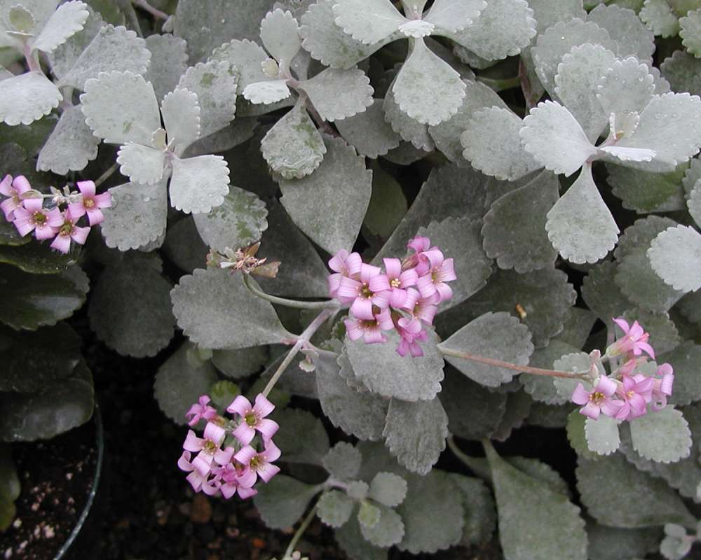 Leaves and Flowers<br>(Location of Picture: Manito Garden, Wa, USA, 2005)