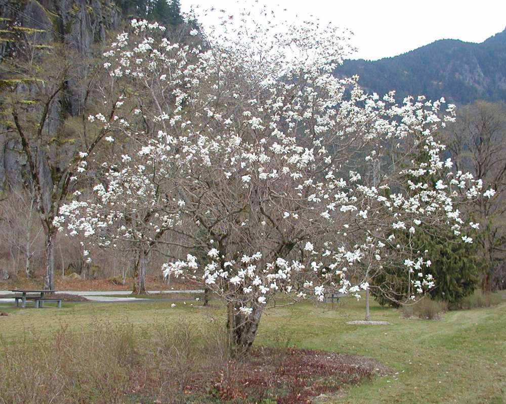 Silhouette<br>(Location of Picture: Garden, Marblemount, Washington)