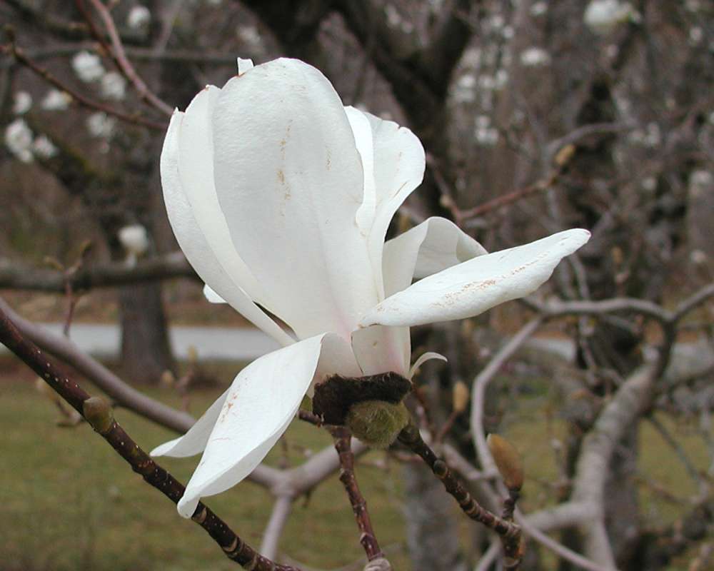 Flower<br>(Location of Picture: Garden, Marblemount, Washington)