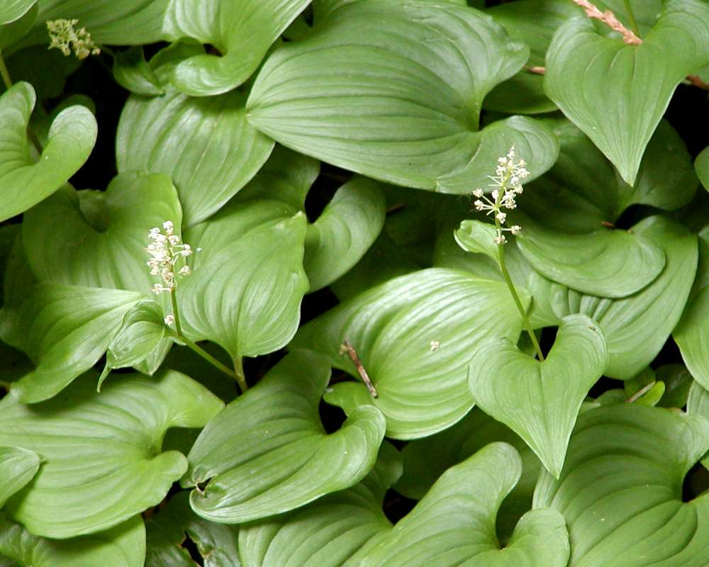 Leaves and Flowers - Close View<br>(Location of Picture: Ohme, Washington, USA, 2005)