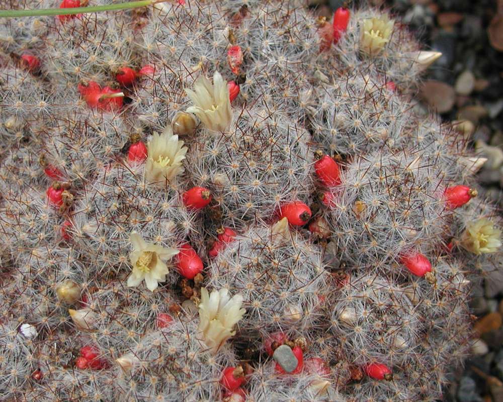 Flowers, Fruits, and Spines<br>(Location of Picture: Manito Garden, Wa, USA, 2005)
