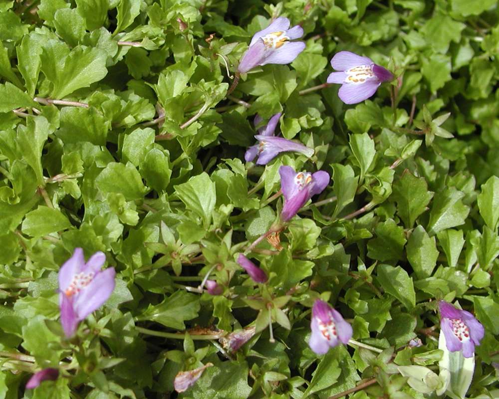 Top Of Plants in  Bloom<br>(Location of Picture: Garden, Ohme, Washington, USA)