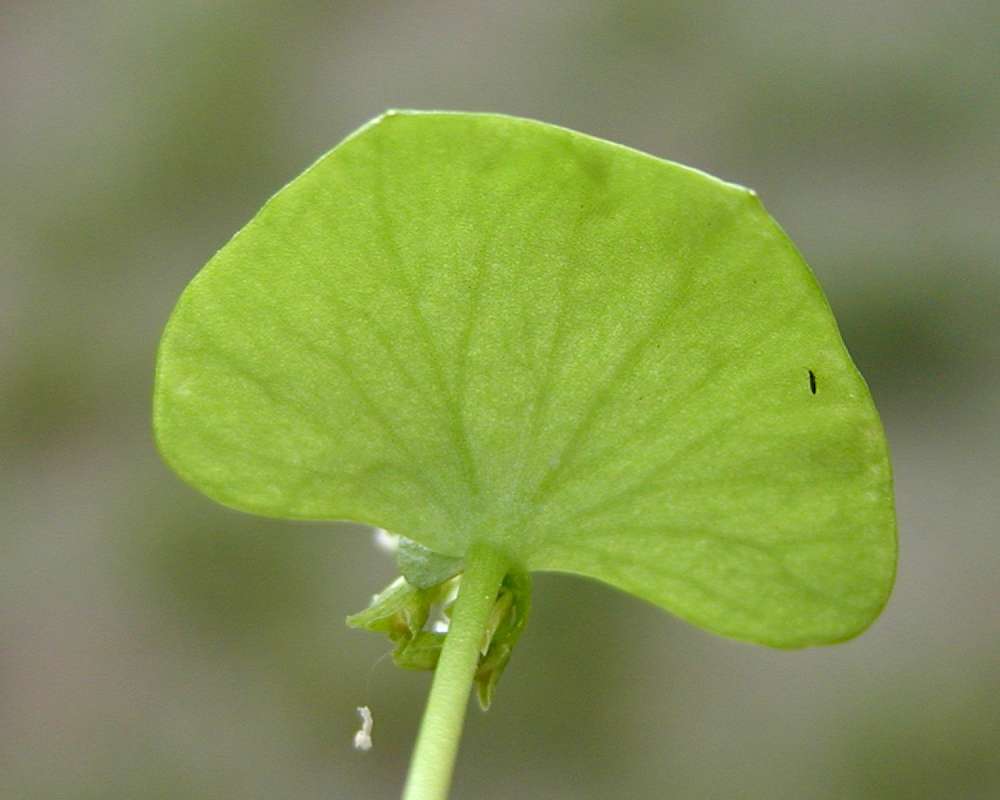 Leaf<br>(Location of Picture: Neville Ridge, Washington, USA)