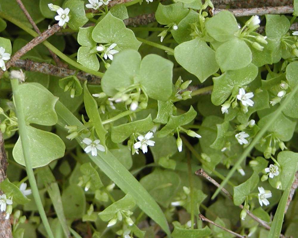 Top Of Plant in  Bloom<br>(Location of Picture: Neville Ridge, Washington, USA)