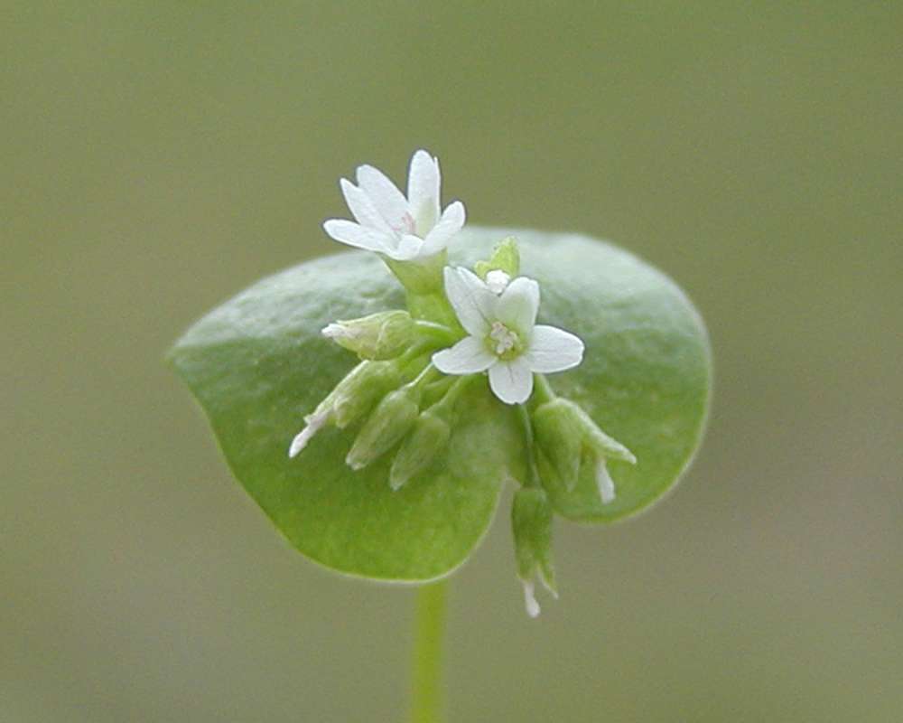 Flower<br>(Location of Picture: Neville Ridge, Washington, USA)