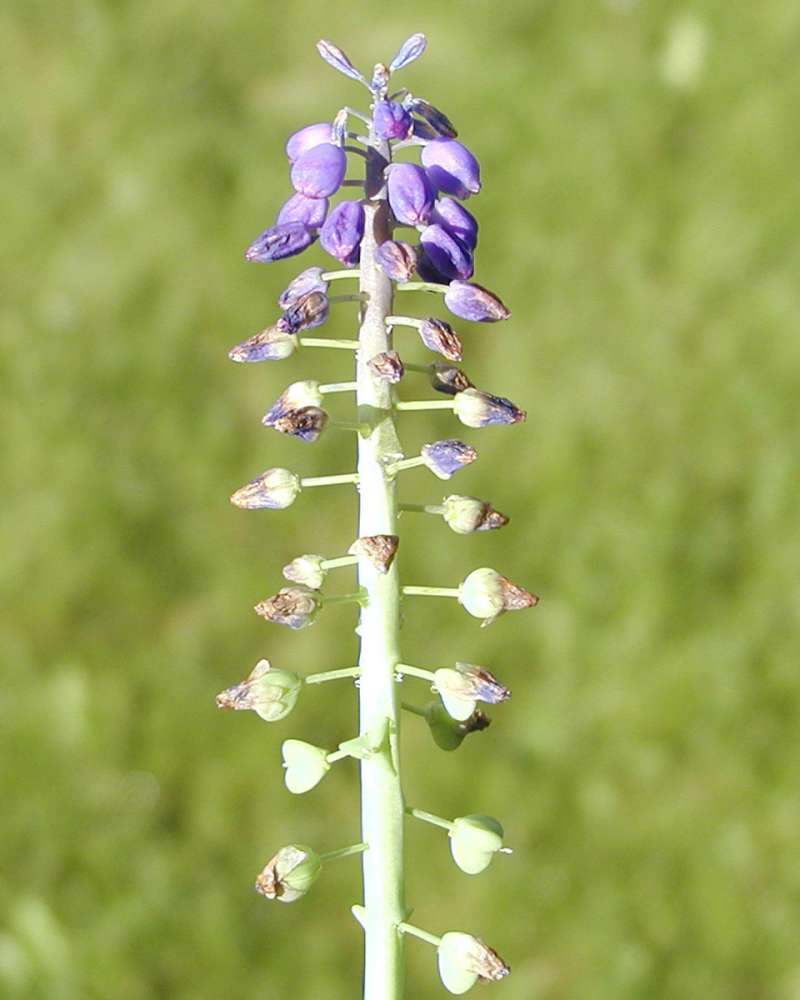 Raceme<br>(Location of Picture: Garden, Okanogan, Washington, USA)