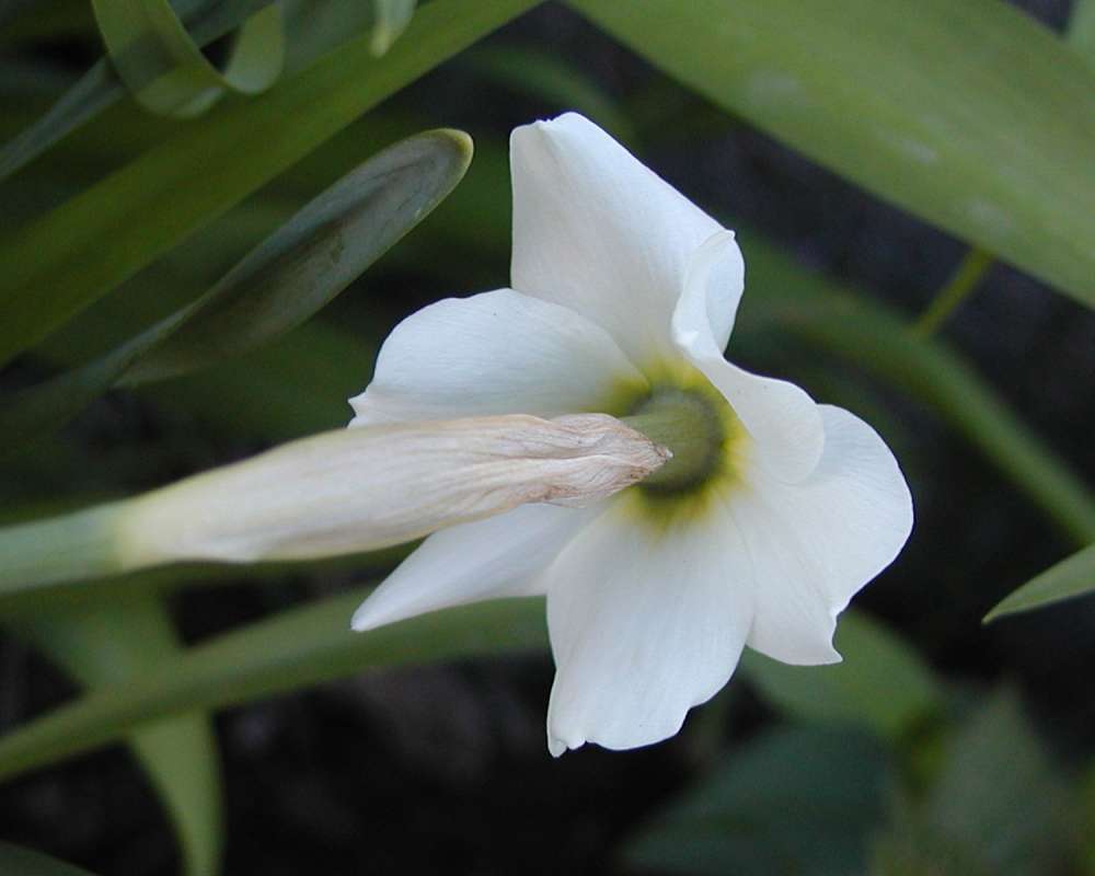 Flower - Rear View<br>(Location of Picture: Garden, Okanogan, Washington, USA)