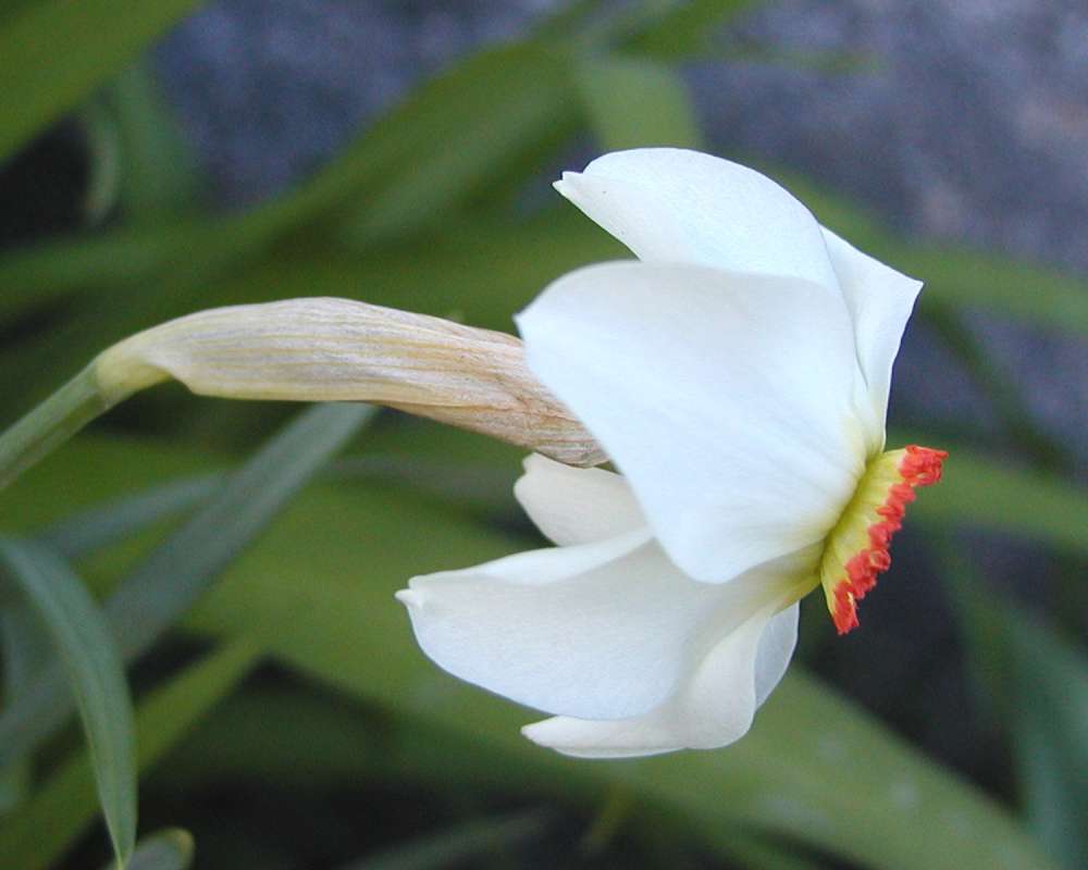 Flower - Side View<br>(Location of Picture: Garden, Okanogan, Washington, USA)