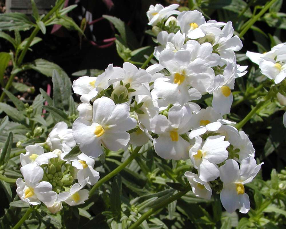 Flower - White<br>(Location of Picture: Garden, Okanogan, Washington, USA)