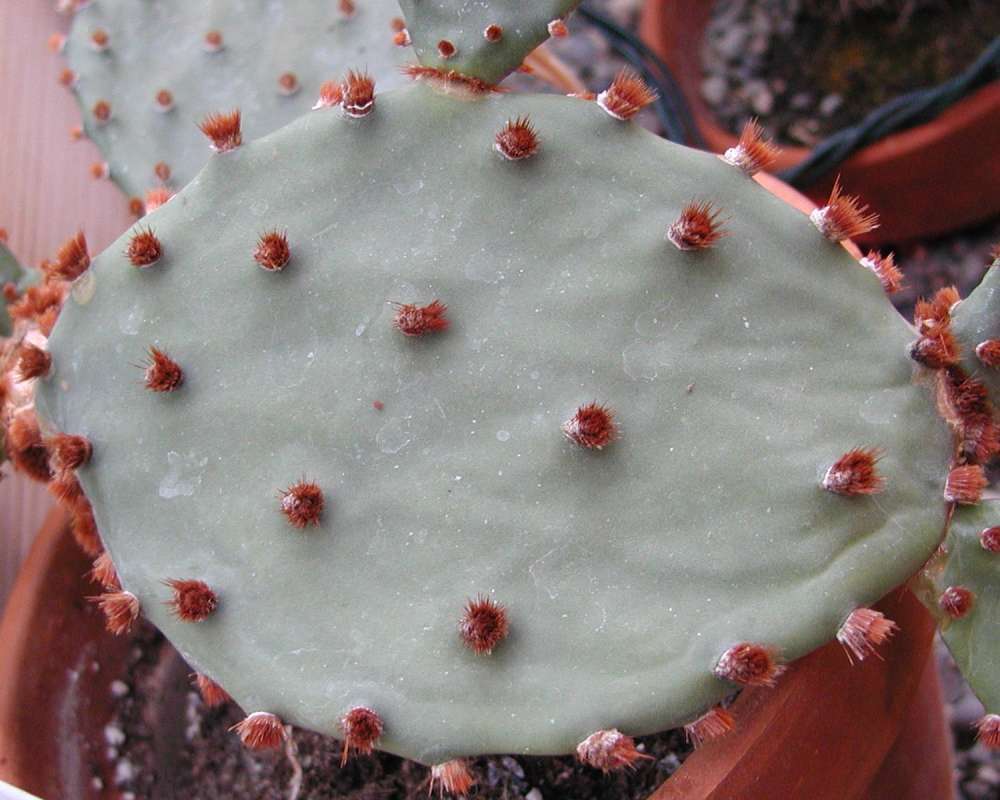 Close View Of Pad<br>(Location of Picture: Manito Garden, Washington, USA)