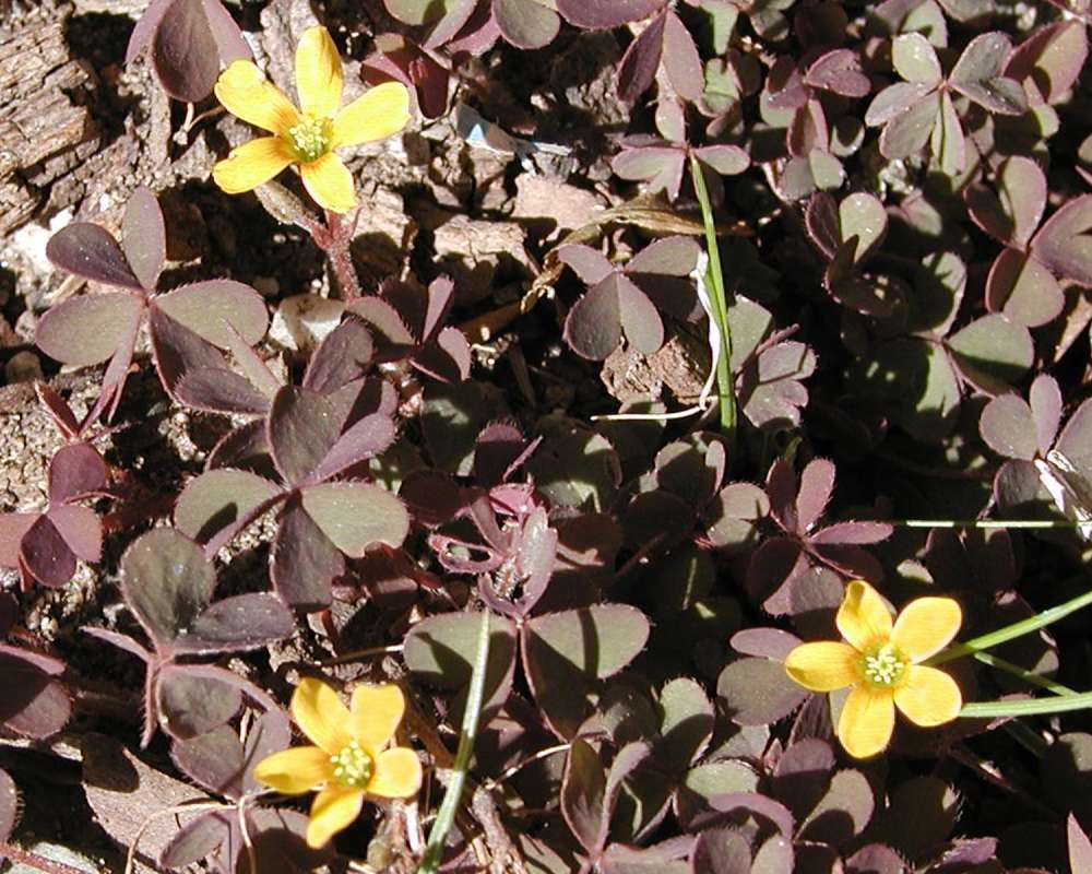 Habitat View<br>(Location of Picture: Garden, Okanogan, Washington, USA)