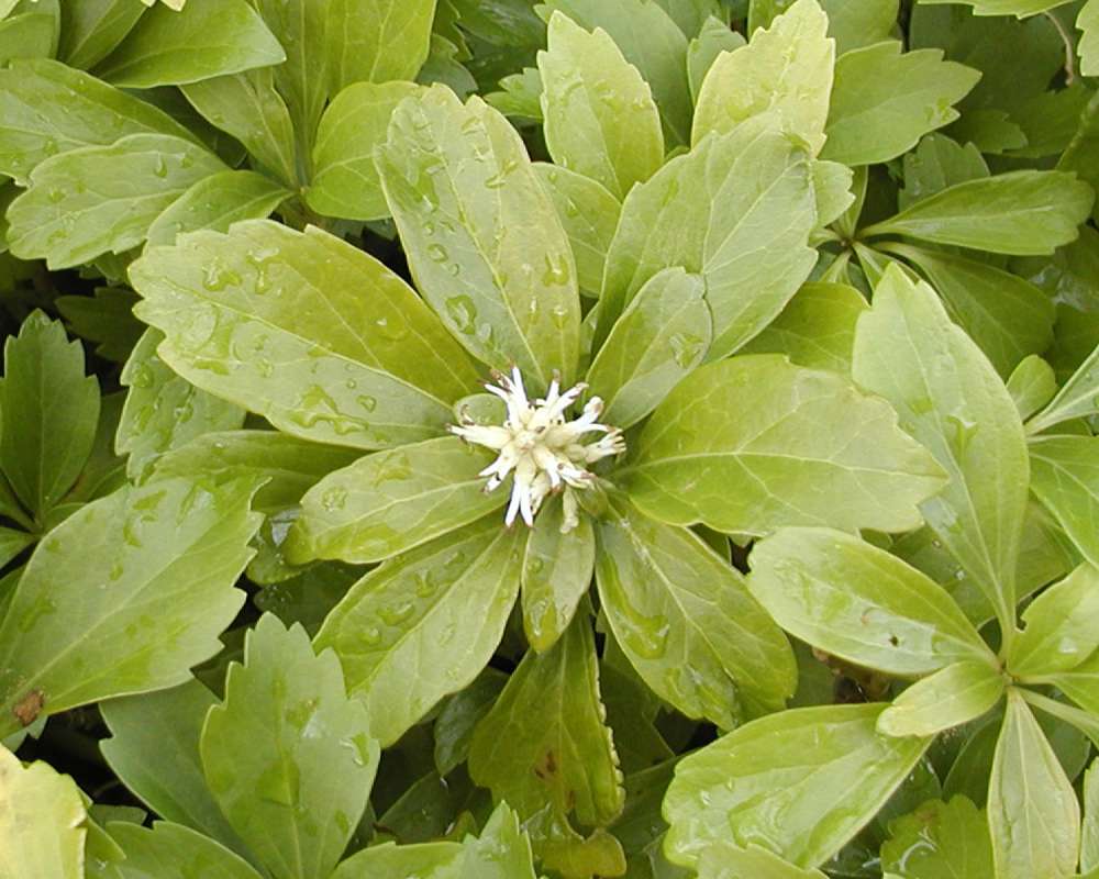 Top Of Plant in  Bloom<br>(Location of Picture: Marblemount, Washington, USA)