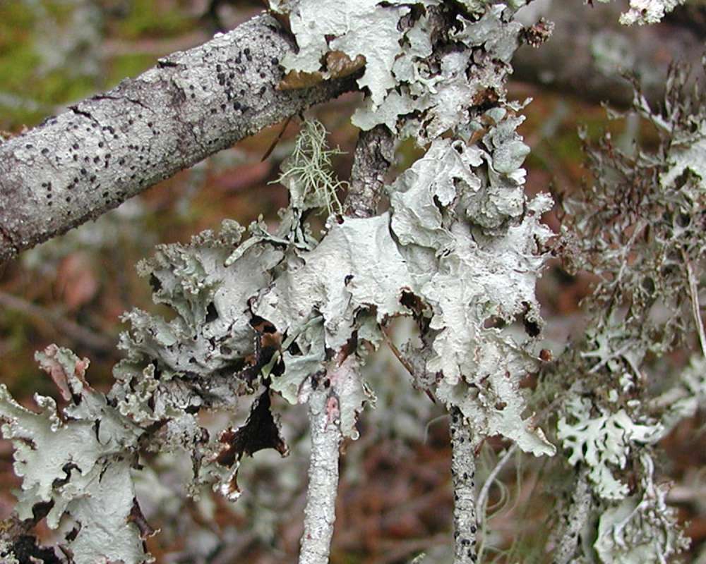 Habitat View<br>(Location of Picture: Seattle, Washington, USA, 2005)