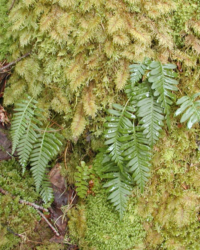 Habitat - Alternate View<br>(Location of Picture: Marblemount, Washington, USA, 2005)